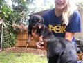 Rottweiler